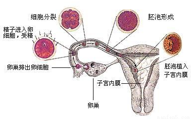 人类生命的起点是受精卵受精卵在人体内的形成场所和发育成胎儿的场所