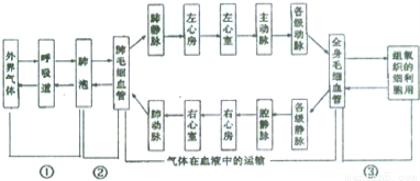 下图为人体的血液循环和呼吸全过程示意图,请据图回答以下问题(1)由