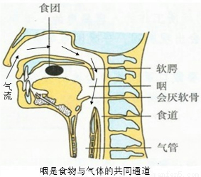 的共同通道,人体在进食时食物之所以不能进入气管是会厌软骨在起作用