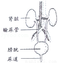 肾脏    b.输尿管    c.膀胱    d.尿道  