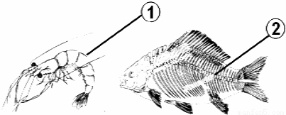 下图是虾及鲫鱼的骨骼图片.