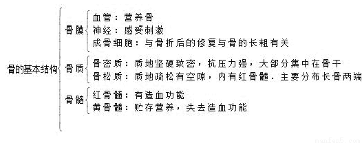 下列结构中与长骨骨折后的修复密切相关的是