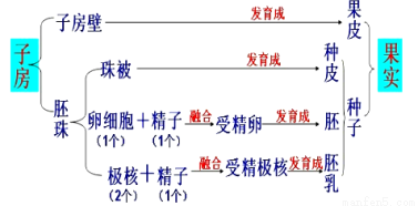 日常食用的黄豆粒是由花中的哪种结构发育而来的