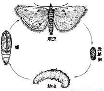 如图表示某种昆虫的发育过程.下列叙述不正确的是