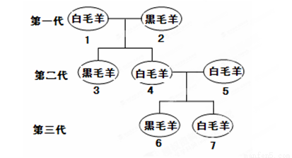 16,下图是羊的毛色遗传图解示意图,据图回答问题