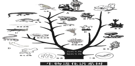 根据下图生物进化树回答问题: (1)写出图中字母所代表