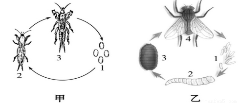 (5分)如图是两种昆虫的发育过程,请据图回答