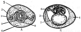 下面图a为鸡卵结构示意图,图b为鸡胚胎发育示意图.
