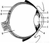 下图为眼球的结构模式图.请据图回答问题.(1)外