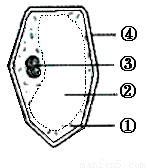 ②表示液泡 c.③表示细胞核 d.④表示细胞膜