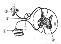 ④是感受器,能接受外界刺激产生神经冲动 c.