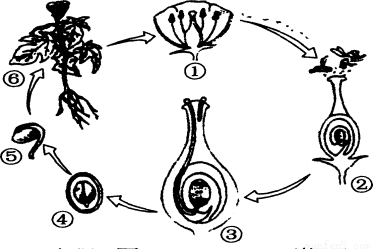 仔细观察植物的有性生殖发育过程示意图,回答下列问题:(8分)
