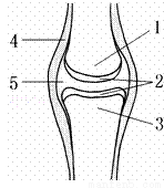 a.关节面 b.关节软骨 c.关节囊 d.关节腔.