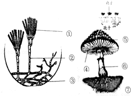 如图是青霉和蘑菇的结构图,请认真识图并回答问题