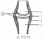 题目详情  (1)关节周围由① 包裹着,在运动过程中起到缓冲作用