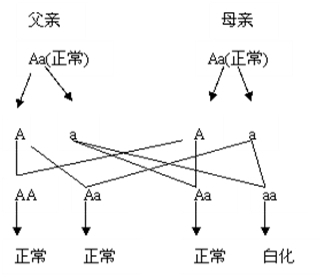 下图是人类白化病的遗传图解,已知人类正常肤色受显性基a因控制