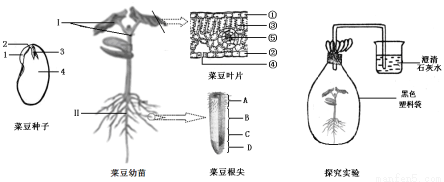 细胞→组织→器官→系统→植物体 (1)菜豆种子中储存营养物质的结构是