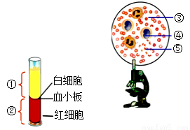 如图为某同学观察血液实验中涉及到的模式图.