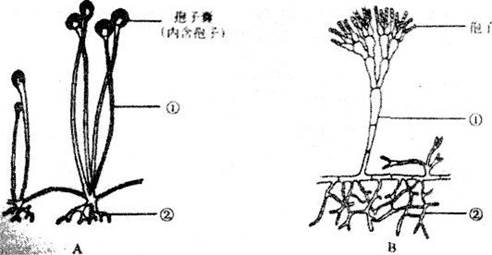 (1)图a所示为匍枝根霉,图b所示为青霉.