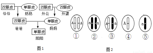 初中生物 题目详情  (1)爷爷双眼皮,爸爸双眼皮,在遗传学上,这是 现象