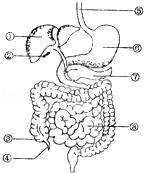 如图是人体消化系统模式图,请据图作答.