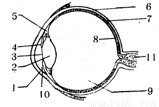 角膜 b.瞳孔 c.晶状体 d.视网膜