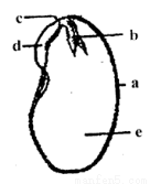 题型:填空题 下图是菜豆种子的结构简图,看图回答