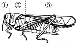 是蝗虫的运动中心(填序号;它的运动器官包括三对,两对(3)蝗虫的