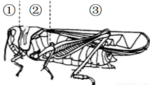 根据蝗虫的形态结构示意图,回答下列问题