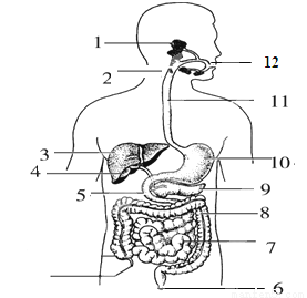 如图是人体消化系统模式图.请据图回答:⑴人体