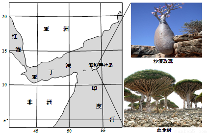 索科特拉岛位于印度洋西北部1800万年前从非洲大陆分离岛上气候干旱