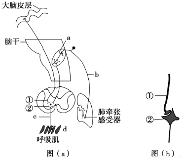 图(a)为肺牵张反射示意图.该反射的感受器位于肺中.深吸气后肺扩张.