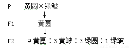 孟德尔关于两对相对性状的豌豆杂交实验中.f1中的黄色圆粒豌豆自交.