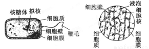 蓝藻 ②大肠杆菌的细胞结构(左下图)和洋葱表皮细胞结构(右下图)在