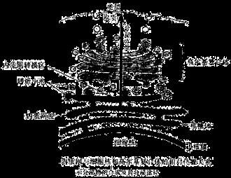 高中生物 题目详情  下图为内质网与细胞核和高尔基复合体的相对位置