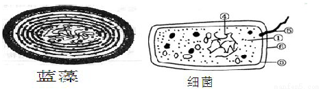 高中生物 题目详情(8 分)下图是蓝藻和细菌和的结构模式图.