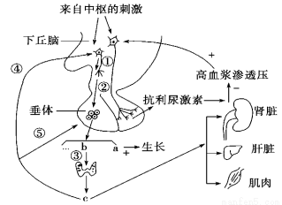 下丘脑和垂体在人体的分泌活动中起重要的调节作用,如图所示.