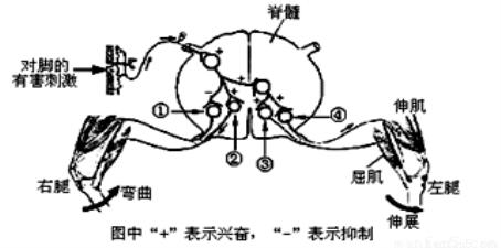 如下图表示这一复杂反射的过程.图示表明