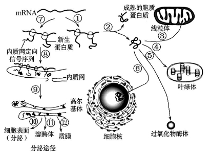 (2)蛋白质的基本组成单位氨基酸