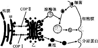 (1)溶酶体起源于乙 _______(填细胞器名称).图中所示溶酶体的功能是 .