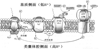 只来源于水的光解D.该膜上的色素都可在