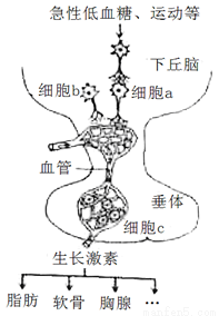 下图为人体生长激素分泌的调节示意图.(1)细胞