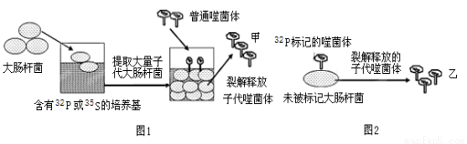 图2表示t2噬菌体侵染大肠杆菌的相关实验.