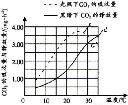 光合作用的实质