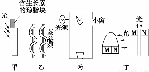 胚芽鞘将向光弯曲生长b.图乙茎卷须中生长素含量外侧比内侧少.