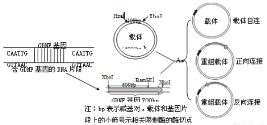 c.限制性核酸内切酶不能识别和切割rna