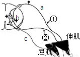 如图为膝反射弧结构示意图,下列相关叙述中错误的是( )