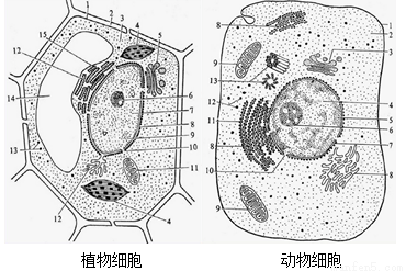 如图所示为动植物细胞亚显微结构模式图.据图回答以下