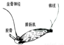 坐骨神经腓肠肌标本如下图所示实验过程中需要经常在标本上滴加任氏液