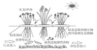 生态浮床是指将植物种植于浮于水面的床体上.